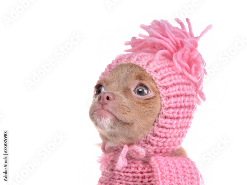 Portrait of blue-eyed chihuahua puppy wearing pink hat