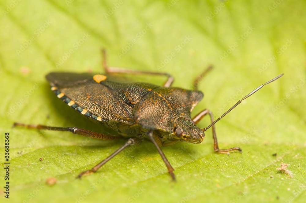 Pentatoma rufipes