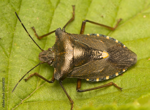Obraz na płótnie Pentatoma rufipes w salonie