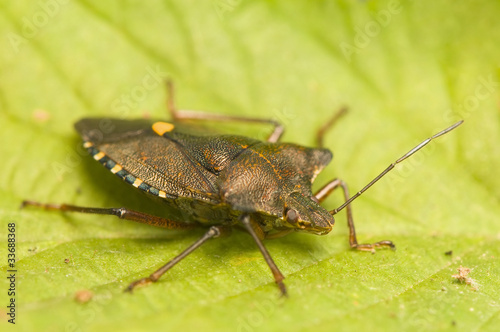 Obraz na płótnie Pentatoma rufipes w salonie