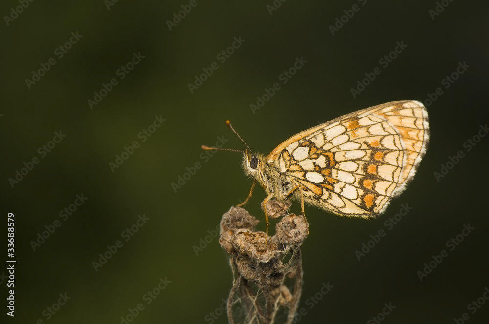 Obraz premium Melitaea Athalia