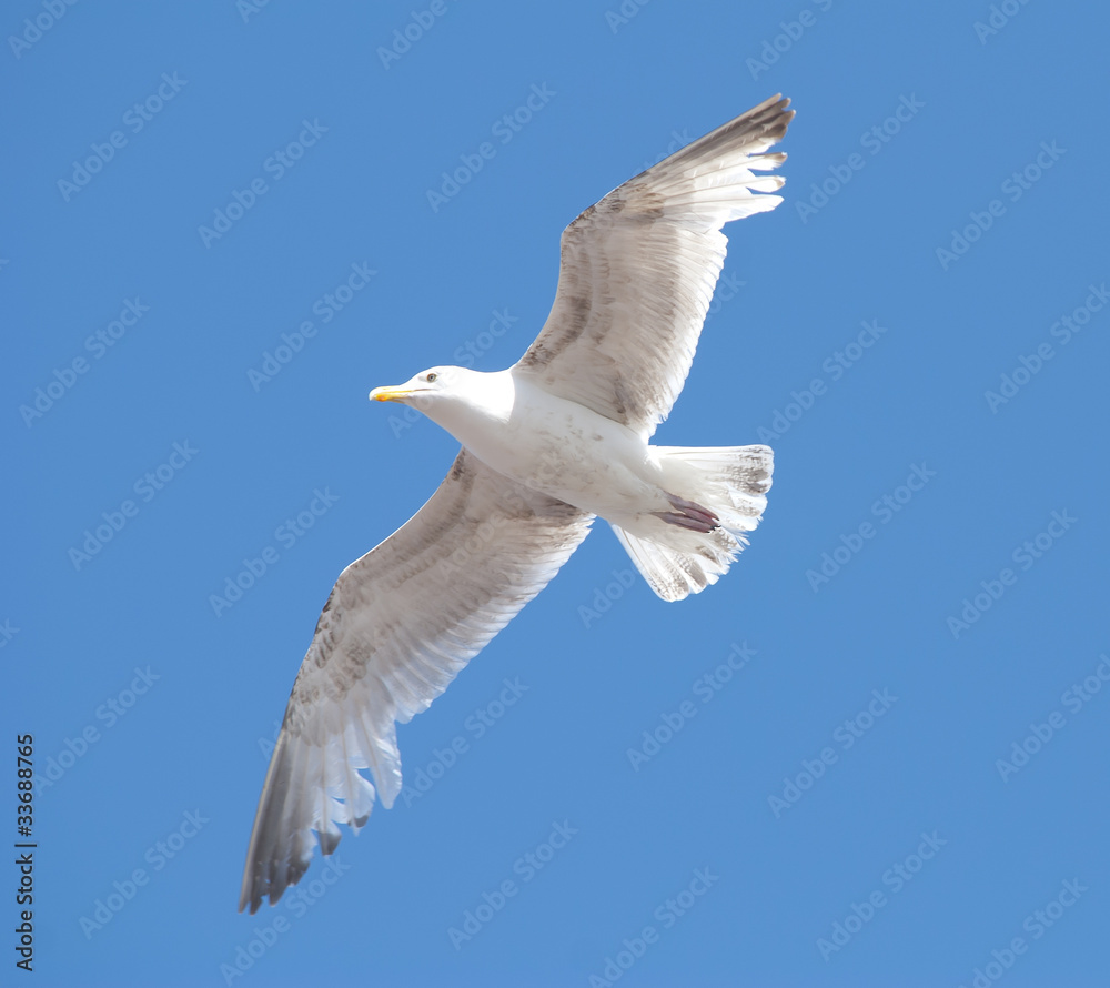 Obraz premium Wingspan