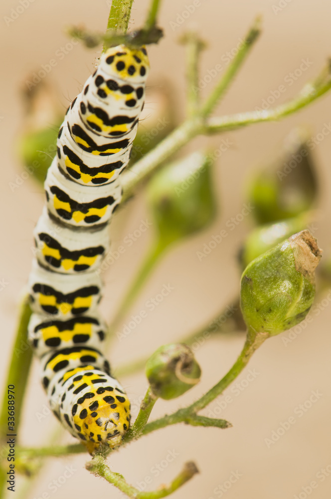 Shargacucullia scrophuliarae