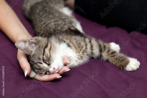 Kitten sleeps © Okssi