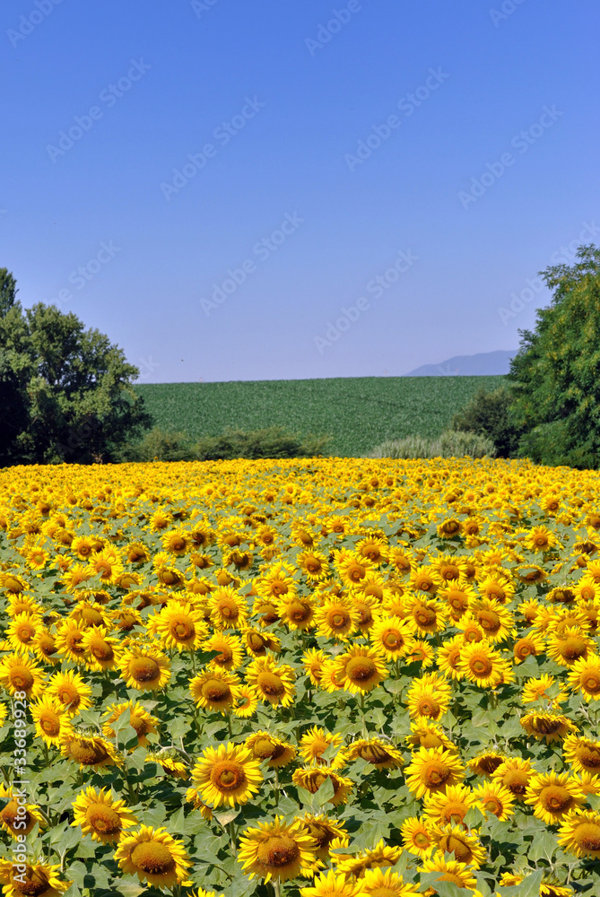 Campo di girasoli