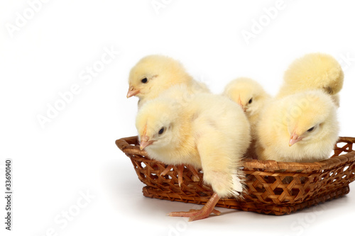 Chicks in a Box