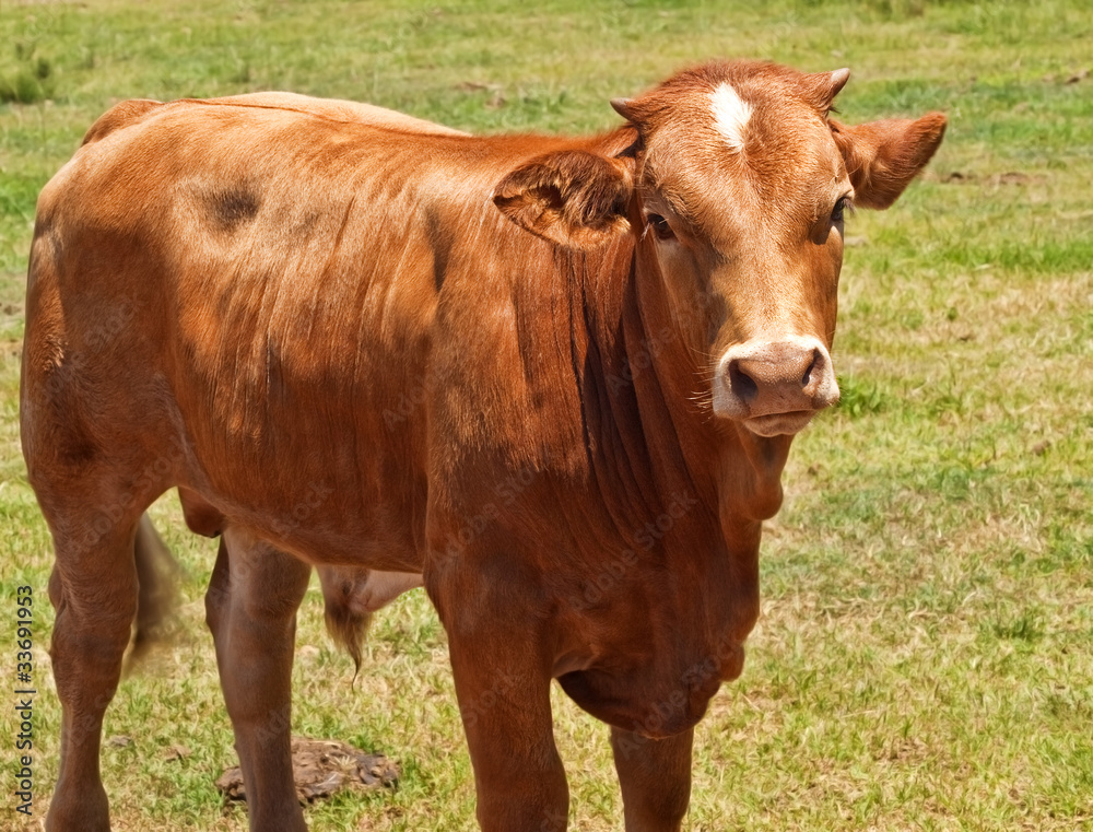 australian beef cattle, young hereford angus cross bred cow