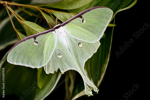 Moon Moth photo