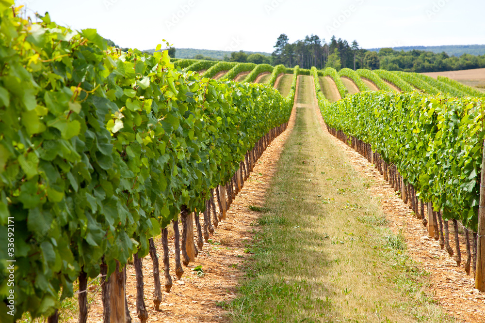 paysage viticole