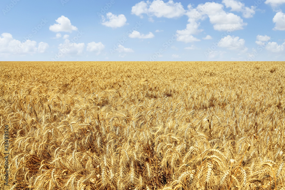 Naklejka premium Wheat field