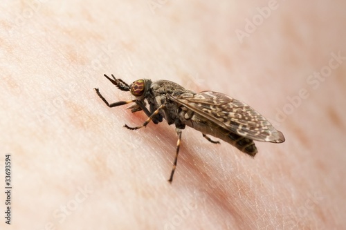 Horse fly,  Haematopota pluvialis, sucking blood photo