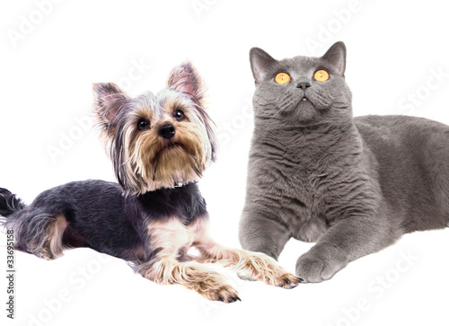 Fototapeta Naklejka Na Ścianę i Meble -  dog and cat sitting next to