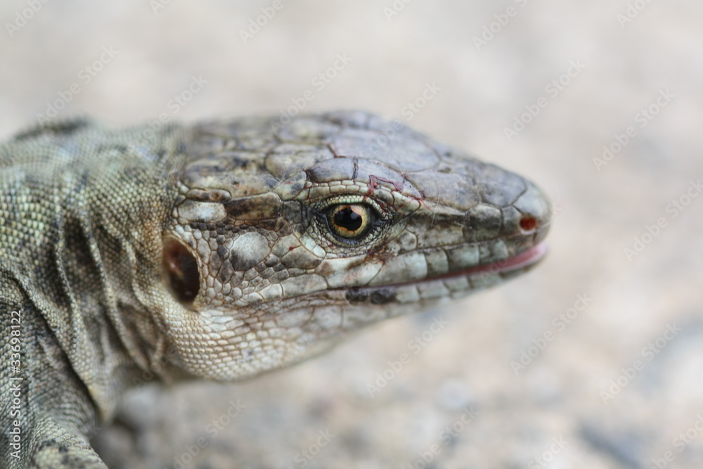 Naklejka premium Kanareneidechse