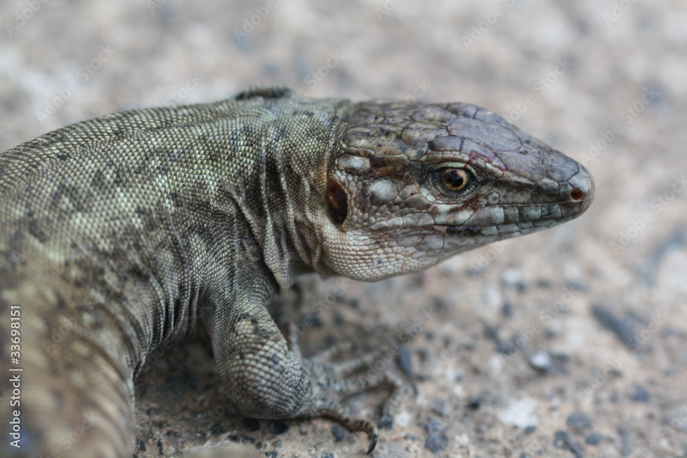 Fototapeta premium Kanareneidechse