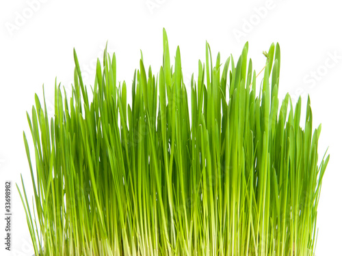 green grass