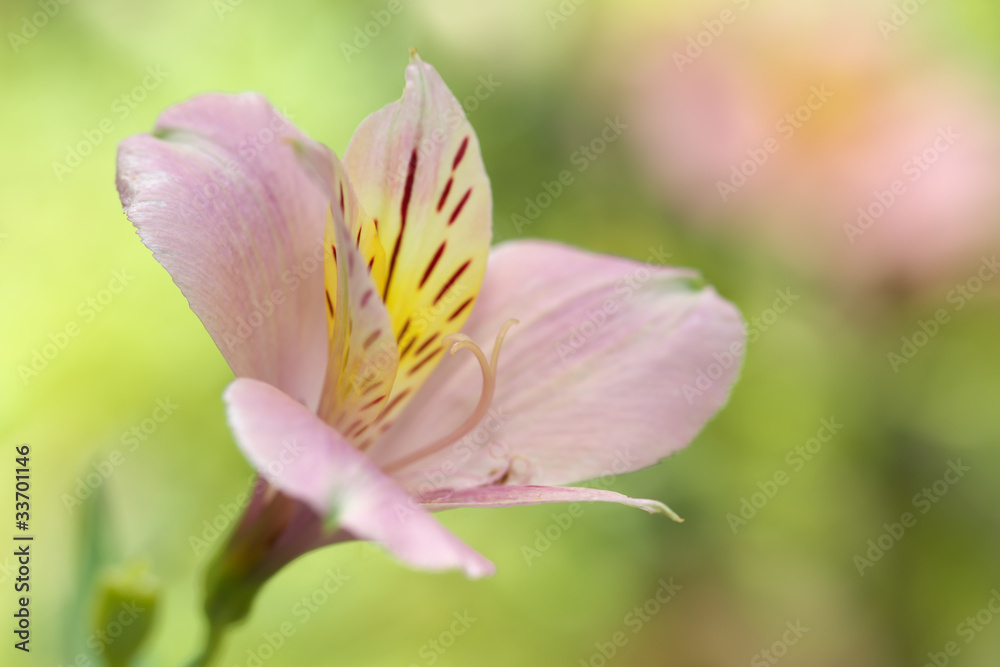 Fototapeta premium アルストロメリア