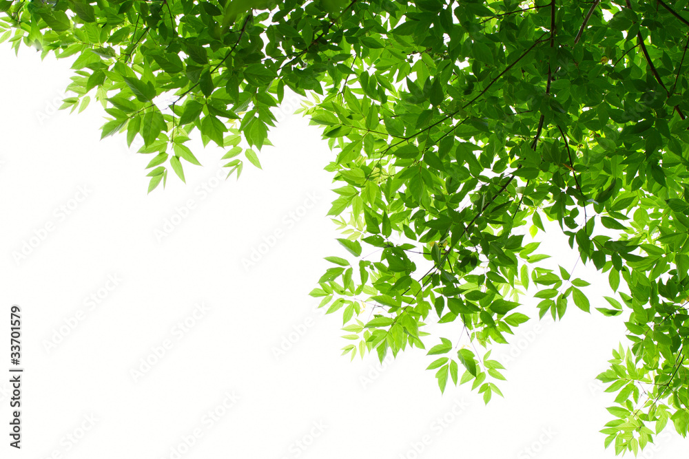 Green leaves on white background