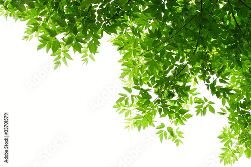 Green leaves on white background