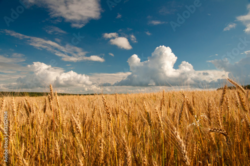 Golden wheat field