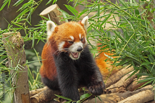 Fotografie Red Panda