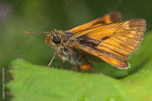 skipper butterfly on nettles