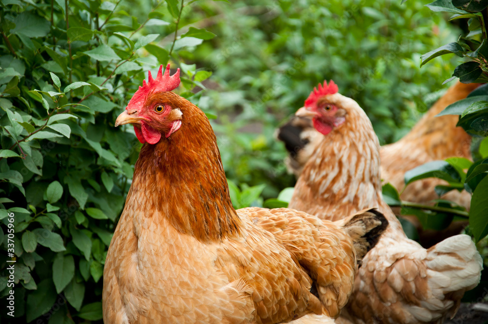Fototapeta premium Poultry in the poultry yard