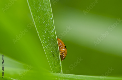 hide beetle in green leaf