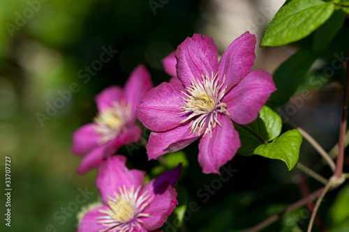 Purple flowers - Clematis