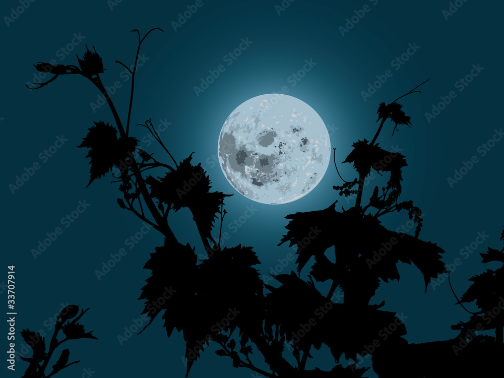 grapes plant in the moonlight grapes plant in the moonlight