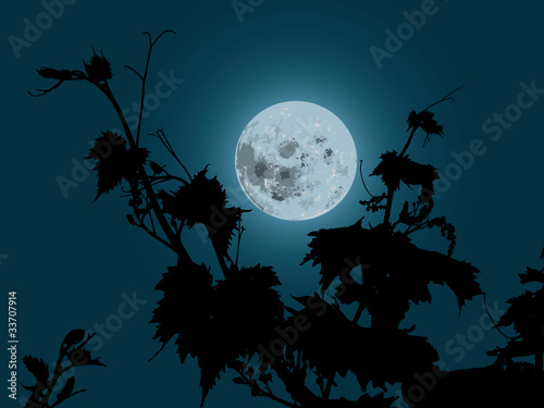 grapes plant in the moonlight