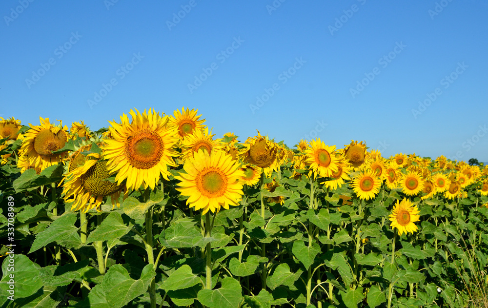 Fototapeta premium Feld mit Sonnenblumen