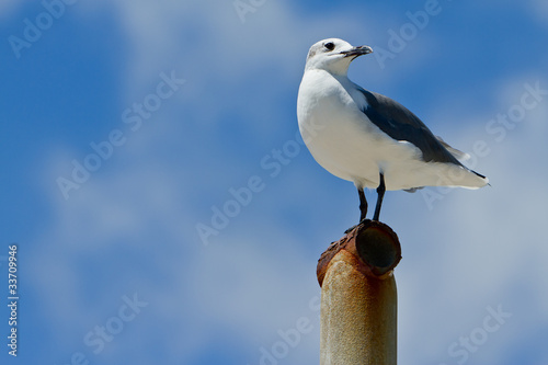 Valokuva Lone Gull