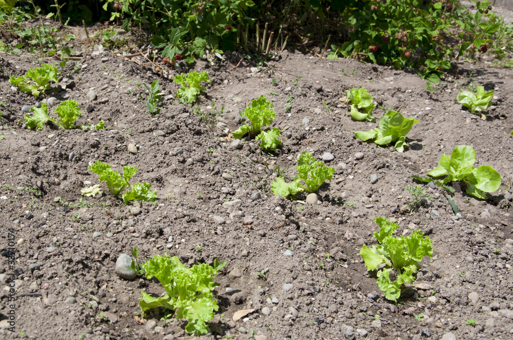 Obraz premium kopfsalat setzling