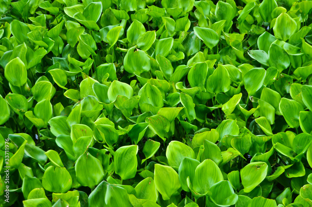 Water hyacinth green Water hyacinth green