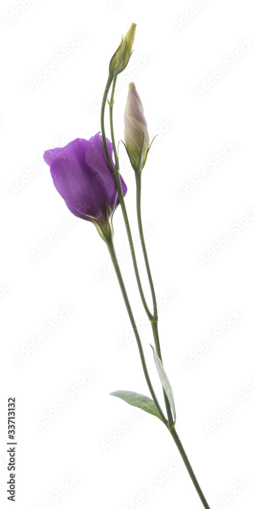 Eustoma