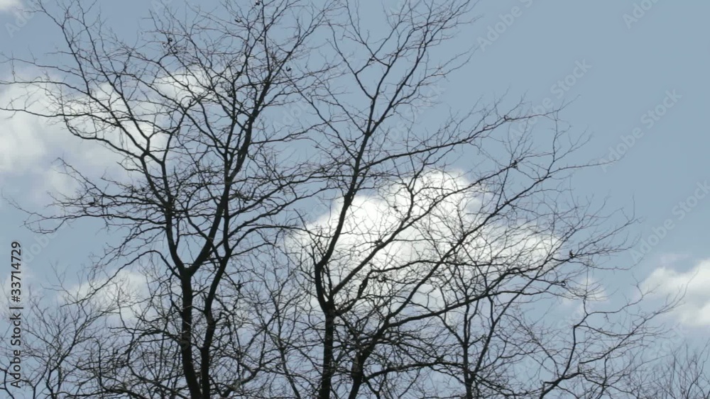 Bare tree slowly swaying in the wind Bare tree slowly swaying in the wind