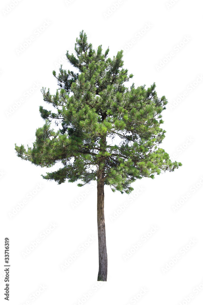 Naklejka premium pine tree
