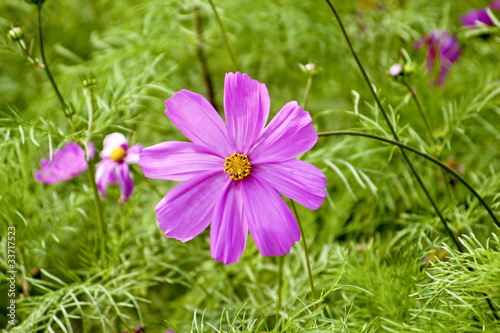 Cosmos bipinnatus