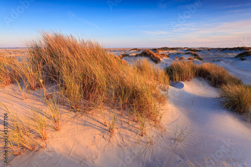 Fototapeta Naklejka Na Ścianę i Meble -  Sand dunes with helmet grass