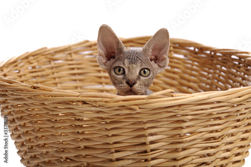 Baby sphynx cat in a staw basket