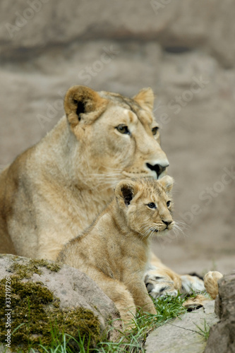Lion  Panthera leo  with cub