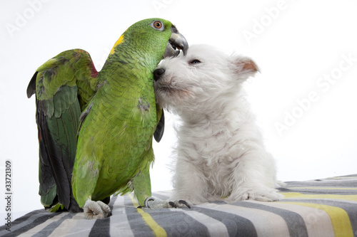 câlin entre un chien westie et un perroquet