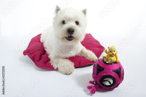 westie entouré de ses jouets favoris photo