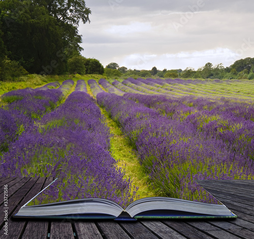 Creative concecpt image of lavender fields landscape coming out photo
