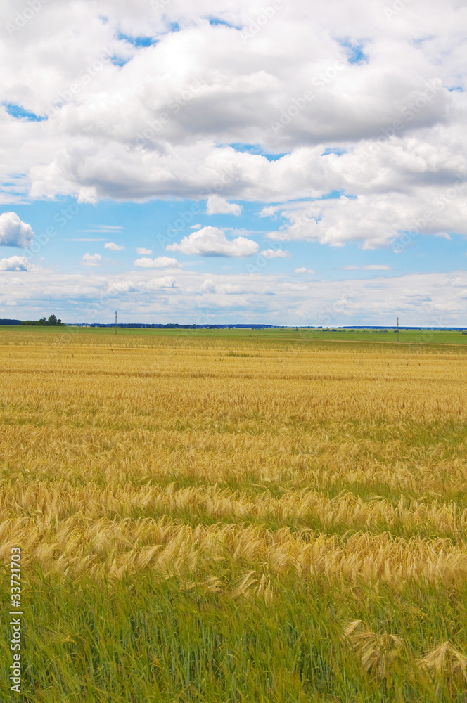 Wheaten field and the dark sky