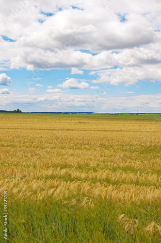 Wheaten field and the dark sky