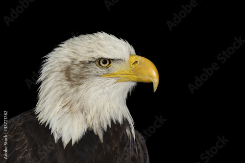 Portrait of American symbol bald eagle isolated on black