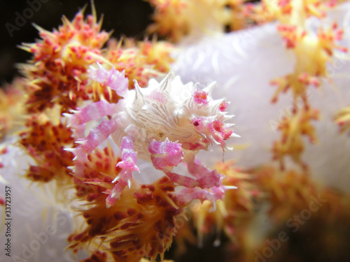 Photos Soft Coral Spider Crab Hoplophrys oatesii