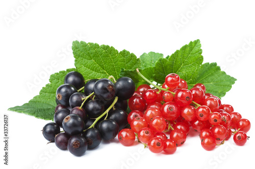 Photo blackcurrant and redcurrant isolated