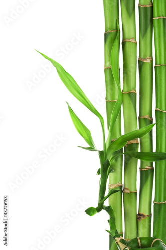 Fototapeta Naklejka Na Ścianę i Meble -  bamboo frame isolated